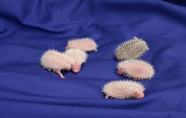 Newly Born Hedgehogs Are So Cute (52 pics)