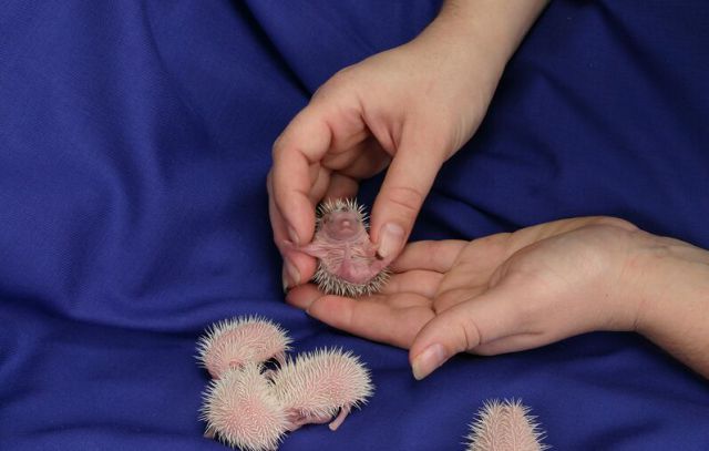 Newly Born Hedgehogs Are So Cute (52 pics)