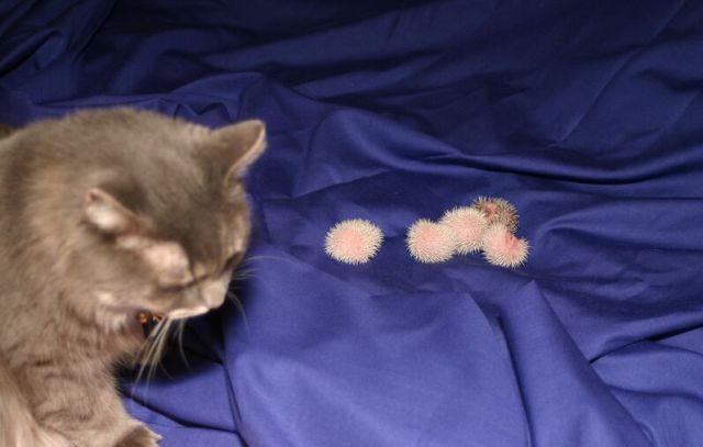 Newly Born Hedgehogs Are So Cute (52 pics)