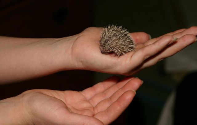 Newly Born Hedgehogs Are So Cute (52 pics)