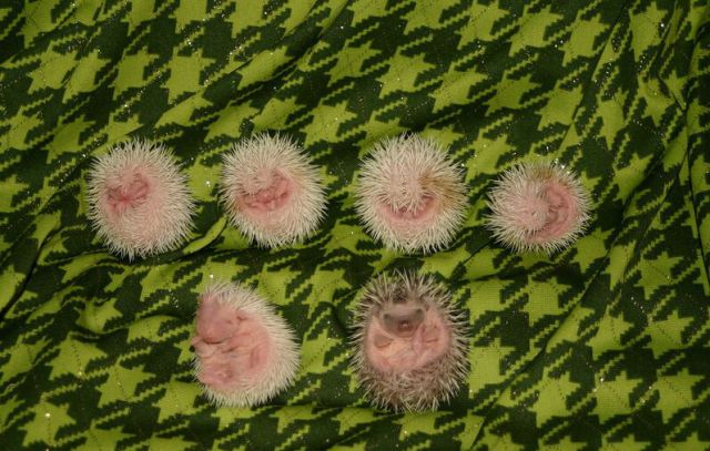 Newly Born Hedgehogs Are So Cute (52 pics)