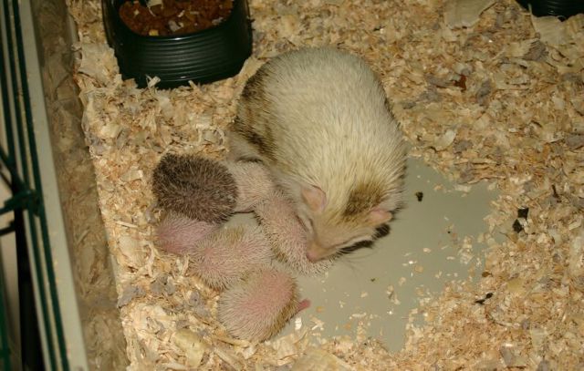 Newly Born Hedgehogs Are So Cute (52 pics)
