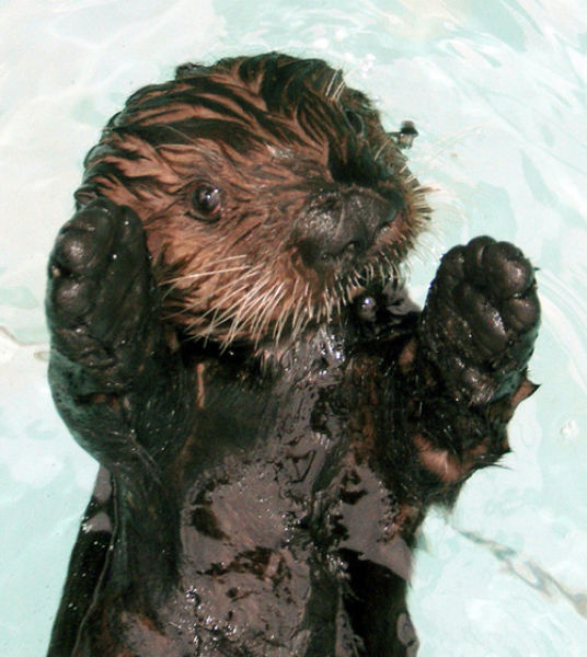 The BP Oil Leak Disaster: Animals Are the First Victims! (26 pics)