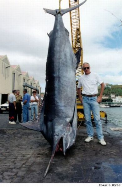 Fisherman’s Dream (31 pics) Fisherman’s Dream (31 pics)