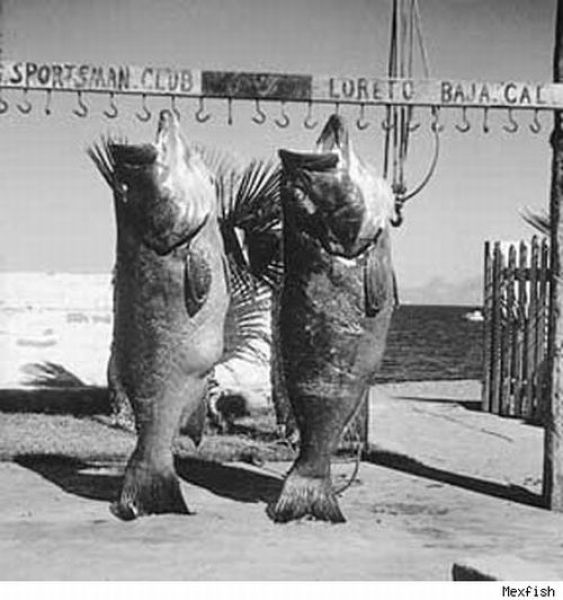 Fisherman’s Dream (31 pics) Fisherman’s Dream (31 pics)