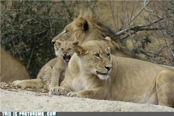 How to Spoil a Photo. Part 7 (48 pics)