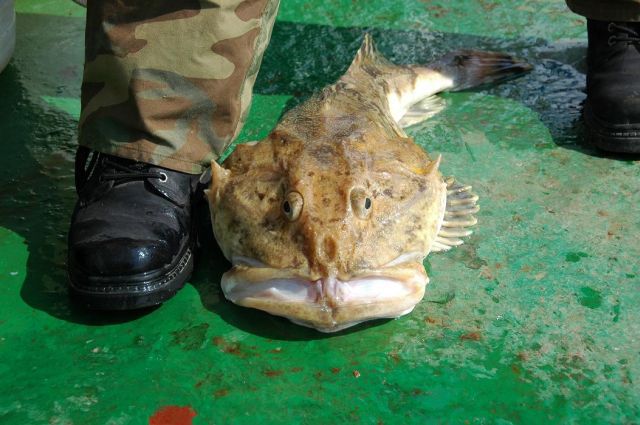 Daily picdump (158 pics)