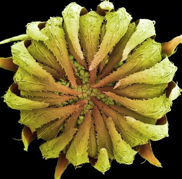 Amazing Scanning Electron Microscope Pictures