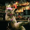 photoshop power 8 pics.html - 8 HD Photos | Premium Gallery 2009