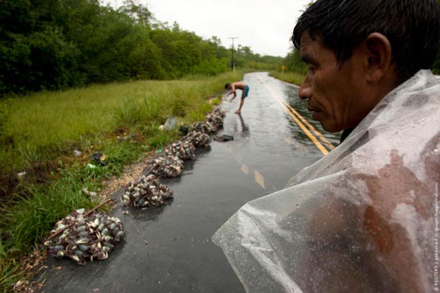 Crab Hunting in Brazil