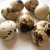 creepy crawly japanese delicacies 9 pics.html - 9 HD Photos | Premium Gallery 2019
