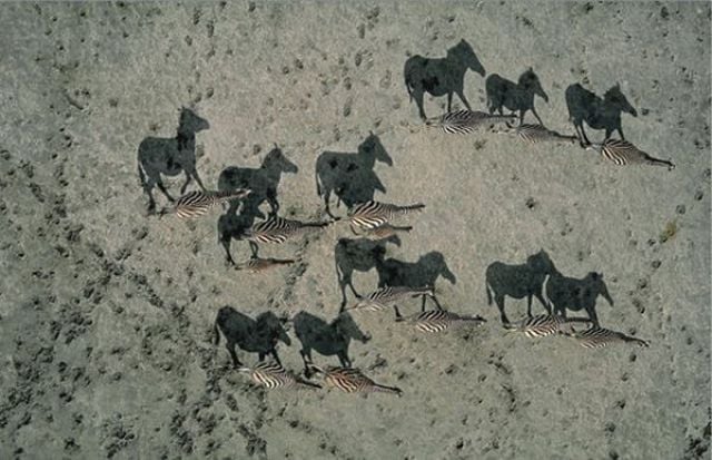 Some Very Creative Shadows