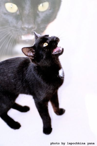 New Vladimir Putin’s personal photographer