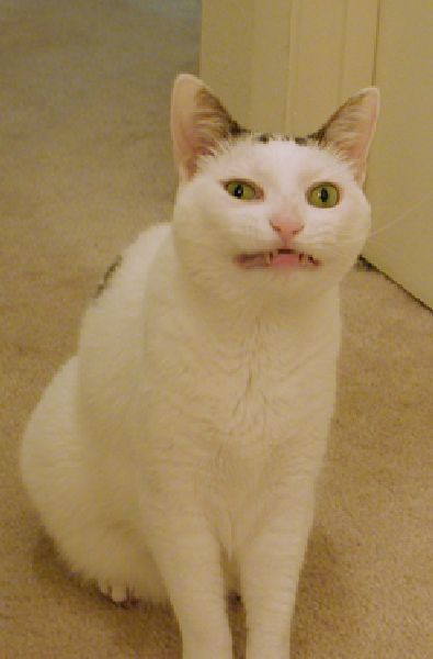 daily picdump weekend edition 78 pics 14.html - 78 HD Photos | Premium Gallery 2011