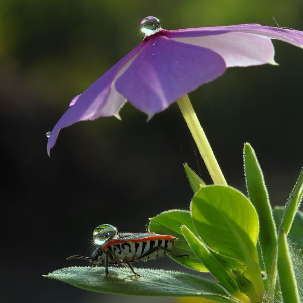 morning picdump 70 pics 17.html - 70 HD Photos | Premium Gallery 2011