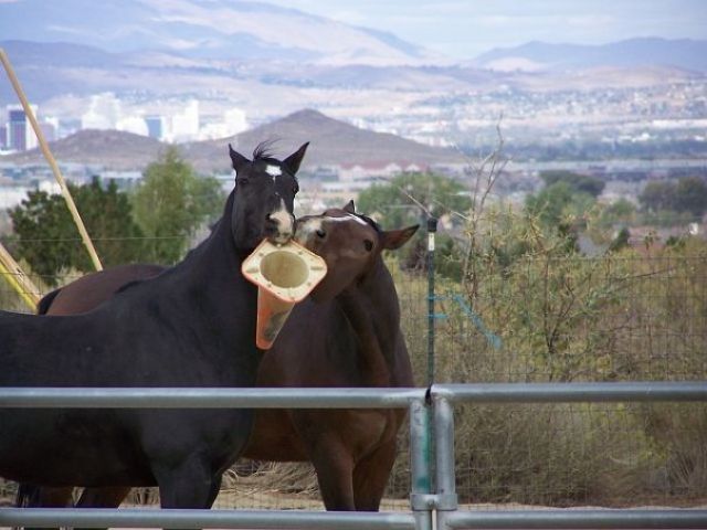 daily picdump 86 pics 38.html - 86 HD Photos | Premium Gallery 2011