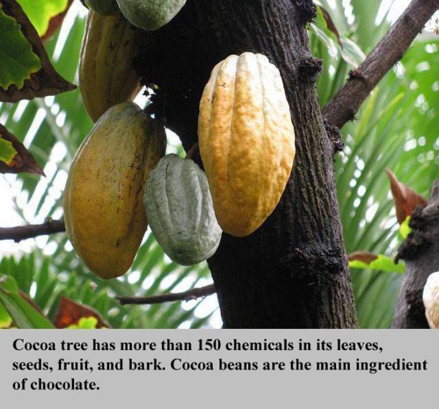 Interesting Facts about Everything