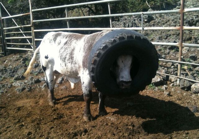 daily picdump 90 pics 31.html - 90 HD Photos | Premium Gallery 2011