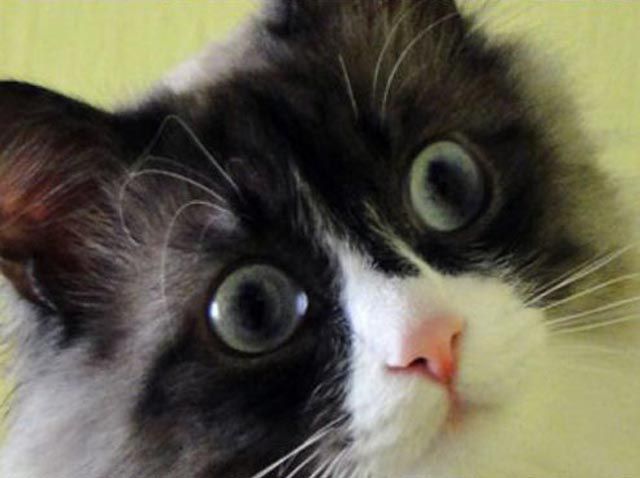 Funny Comic Strip for Adults