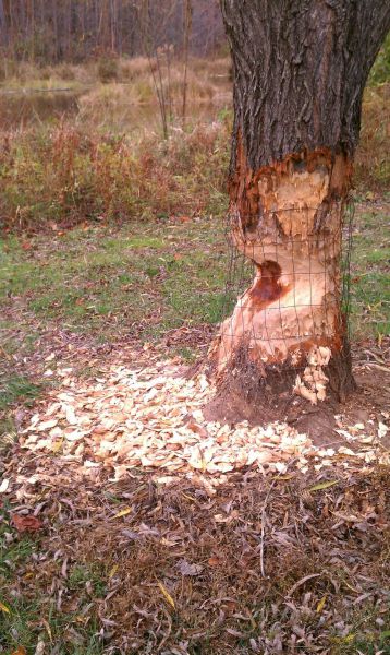 daily picdump 101 pics 9.html - 101 HD Photos | Premium Gallery 2011