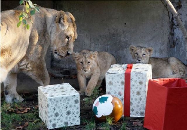 daily picdump weekend edition 89 pics 20.html - 89 HD Photos | Premium Gallery 2011