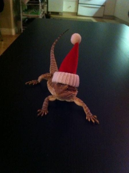 daily picdump weekend edition 89 pics 20.html - 89 HD Photos | Premium Gallery 2011