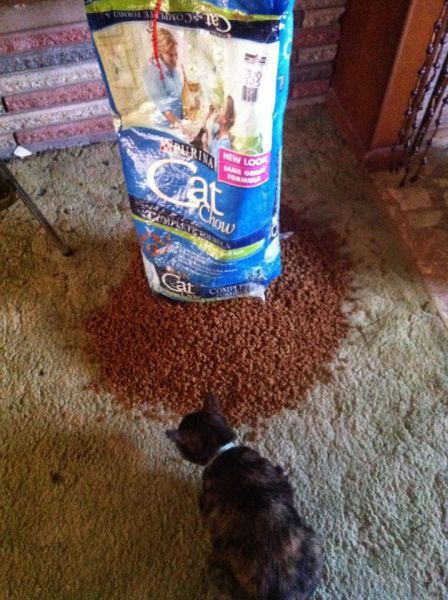 daily picdump weekend edition 89 pics 20.html - 89 HD Photos | Premium Gallery 2011