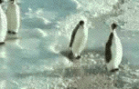 Adorable Penguin Gifs