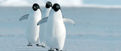 Adorable Penguin Gifs