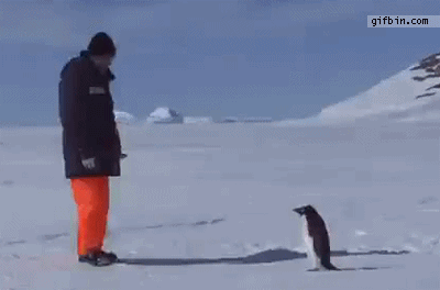 Adorable Penguin Gifs