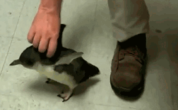 Adorable Penguin Gifs