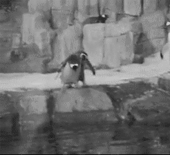 Adorable Penguin Gifs