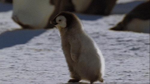 Adorable Penguin Gifs
