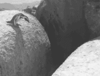 Adorable Penguin Gifs