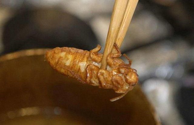 Creepy Crawly Japanese Delicacies