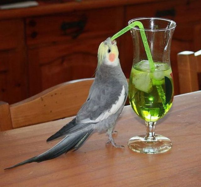 Morning Picdump