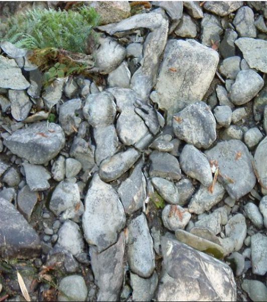 Holy Crap, What’s That? Part 2