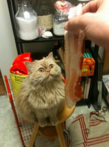 daily picdump 87 pics 29.html - 87 HD Photos | Premium Gallery 2012