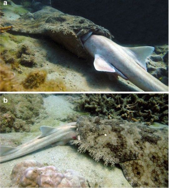 morning picdump 50 pics 12.html - 50 HD Photos | Premium Gallery 2012