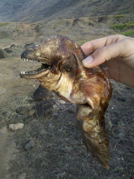 Daily Picdump