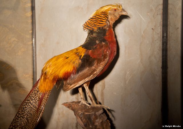 Abandoned Hotel in Japan