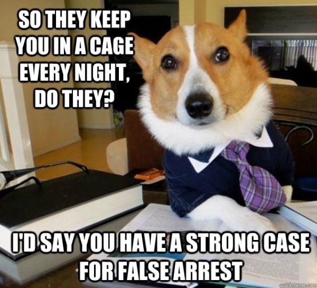 The Hilarious Lawyer Dog Meme