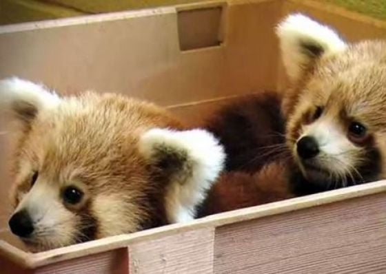 Asians Know How to Live