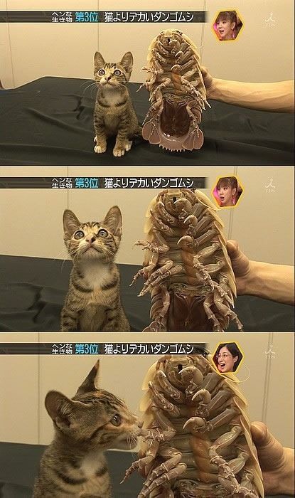 Asians Know How to Live