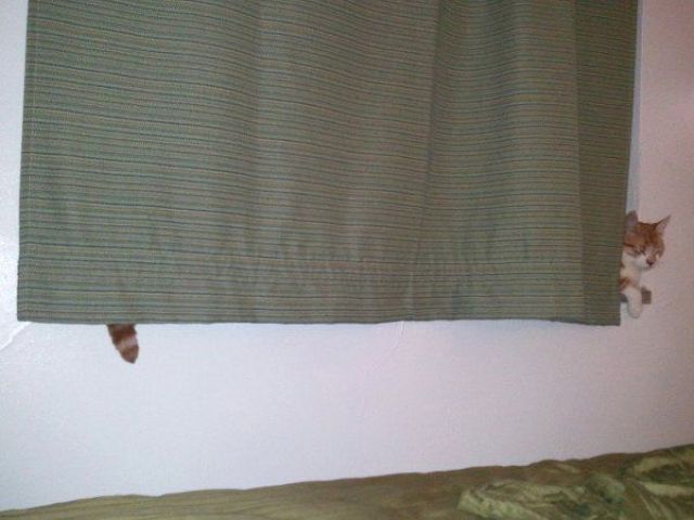 daily picdump 9 pics 39.html - 9 HD Photos | Premium Gallery 2012