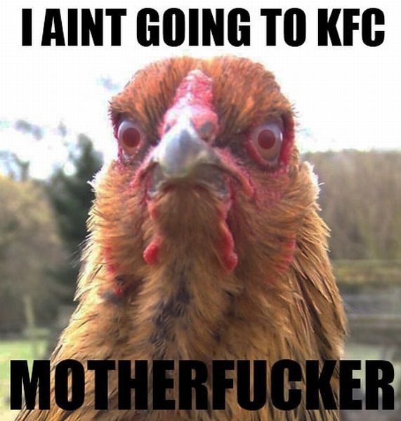 Morning Picdump