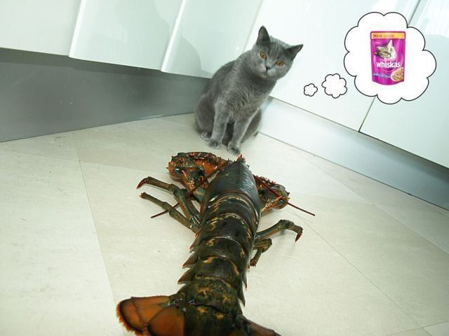 daily picdump 92 pics 32.html - 92 HD Photos | Premium Gallery 2012