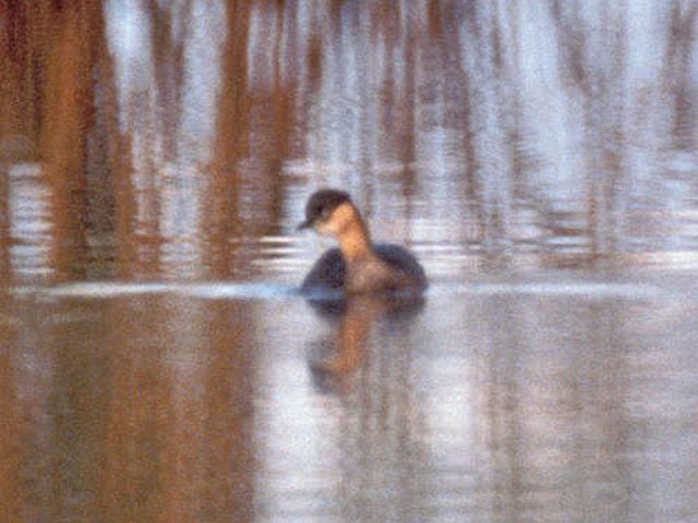 Animals That Are Recently Extinct