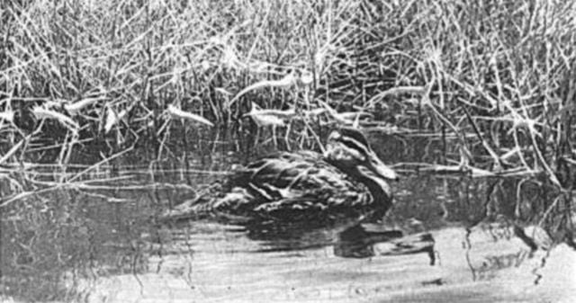 Animals That Are Recently Extinct