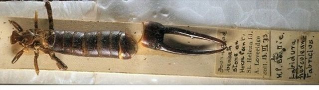 Animals That Are Recently Extinct